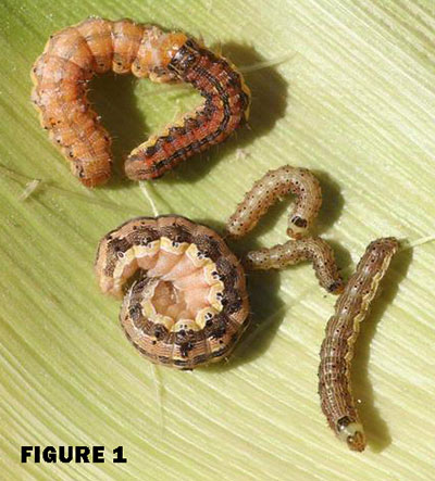 CORN EARWORM